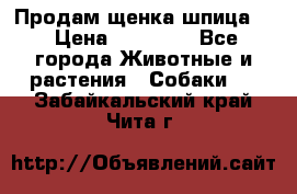 Продам щенка шпица.  › Цена ­ 15 000 - Все города Животные и растения » Собаки   . Забайкальский край,Чита г.